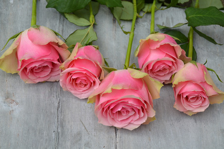 Close up of pink yellow roses in a row on a gray old used wooden backgroundの写真素材