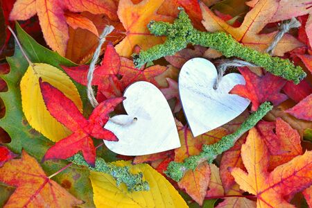 A lot of colorful autumn leaves in the fall with a wooden heart shape heart with empty copy space