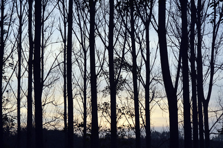 Beautiful nature panorama black silhouette tree trunks in the autumn fall or winter season with a blue evening sky orange afternoonの写真素材