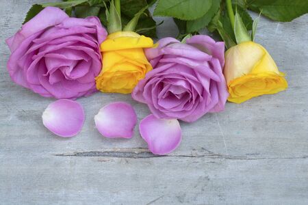 Border row of Pink purple and yellow roses on a gray old wooden background with empty copyspaceの写真素材