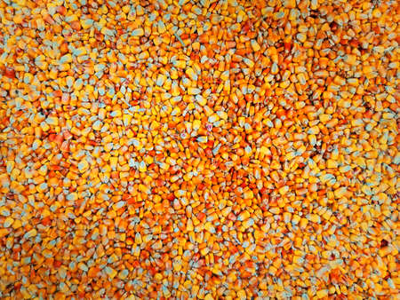 Maize grains texture, harvested yellow-red corn seed as backgroundの写真素材