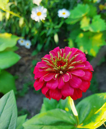 Close up of purple-red Zinnia flower with yellow pistil in the garden.