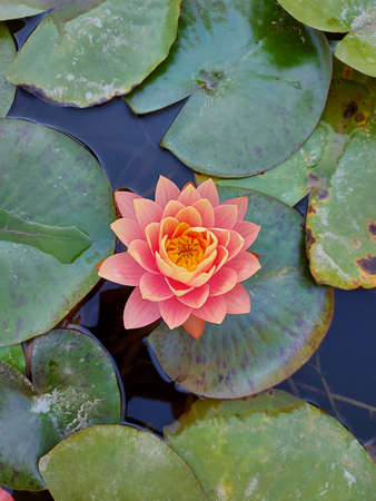 Beautiful close up pink waterlily flower on a background of green leaves, illuminated by the morning...