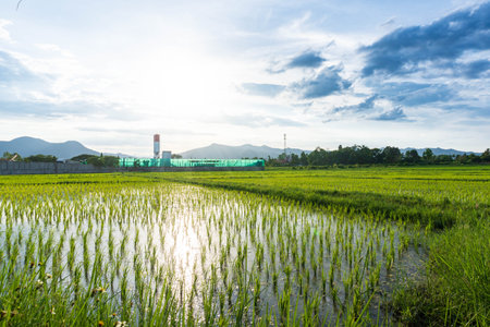 Green fields and evening sunlightの写真素材
