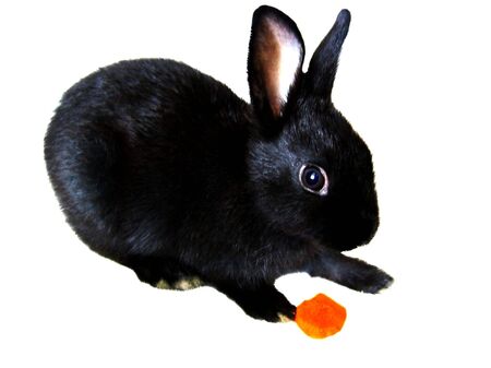Black baby rabbit with piece of carrot isolated on whiteの写真素材