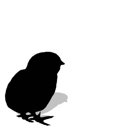 Chicken hatching.chicken's silhouette on white background. vectorのイラスト素材