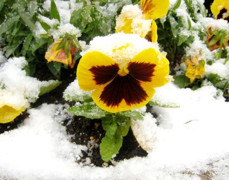 Yellow  pansy under snowの写真素材