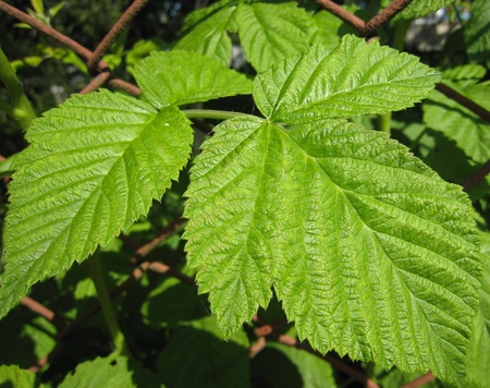 Raspberry leaf