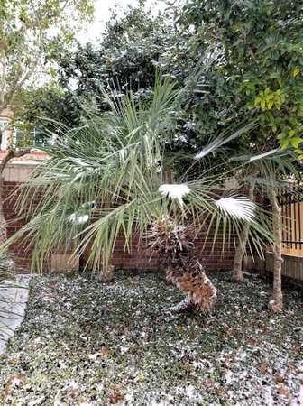 Palm tree under snow at Houston, Texas