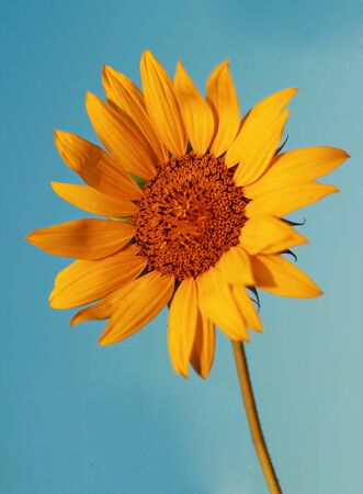 Sunflower の写真素材