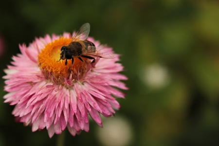 Bee collecting nectar 