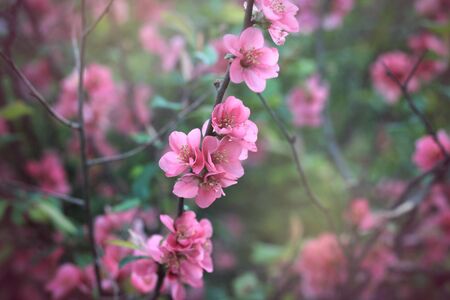 Chaenomeles Japonica