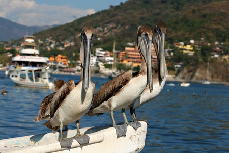 Pelican trioの写真素材