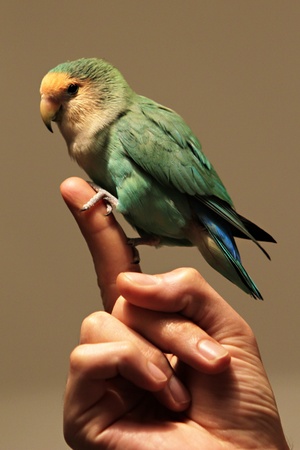 Lovebirdの写真素材
