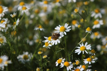 Daisy fieldの写真素材
