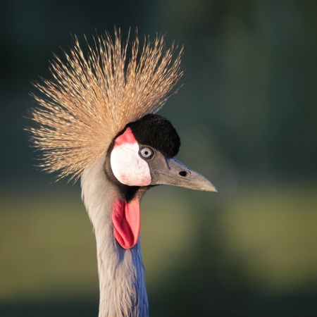 Black Crowned-Crane  Balearica pavonina  close up portrait の写真素材