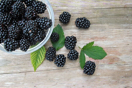 Blackberries in the bowl on the wooden tableの写真素材
