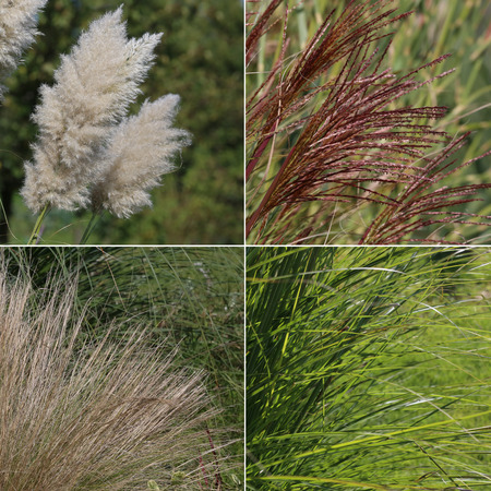 Collection of different kind of grass