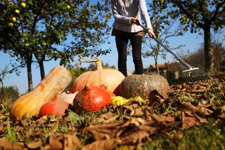 Raking the Yardの写真素材