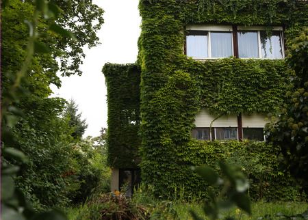 Exterior of suburb house covered with ivyの写真素材