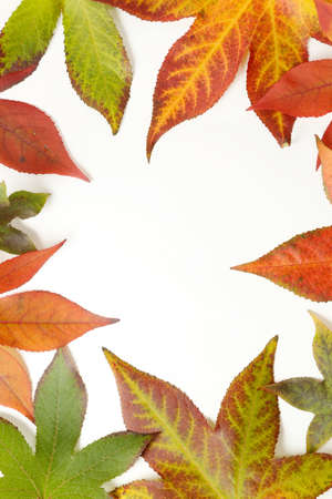 Autumn frame - colorful maple leaves on white background.