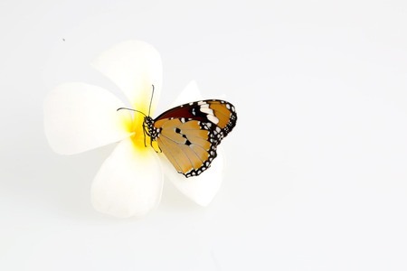 Butterfly on white frangipani flowerの写真素材
