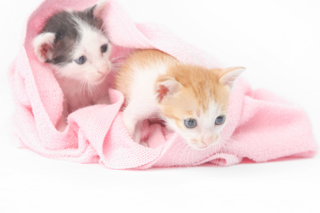 Two cute baby kittens wrapped in pink blanketの写真素材