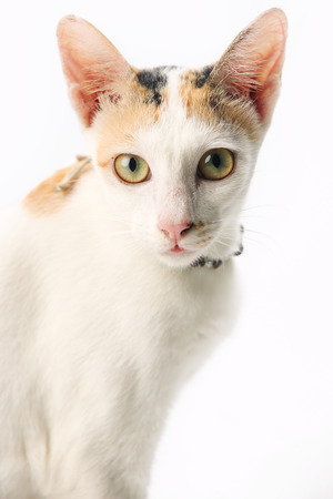 Portrait of a cat looking at he cameraの写真素材