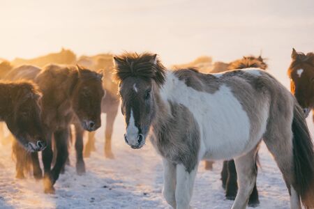 A group of horsesの写真素材