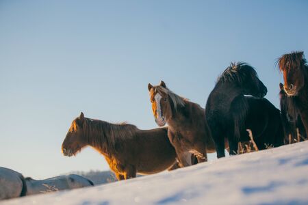 A group of horsesの写真素材