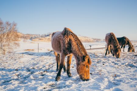 horsesの写真素材