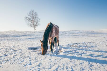 Horseの写真素材