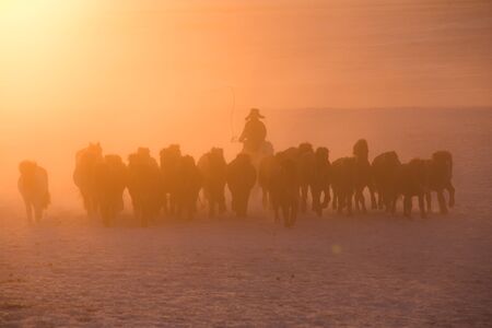 Cowboyの写真素材