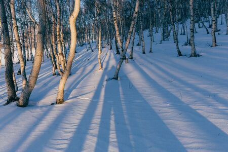 winterの写真素材