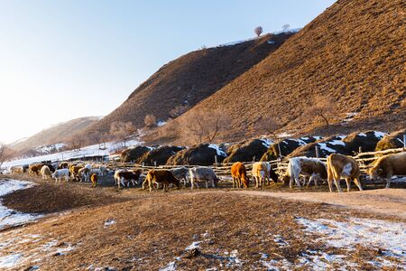 herd of cattleの写真素材