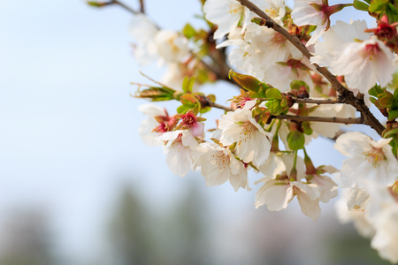 cherry blossomの写真素材