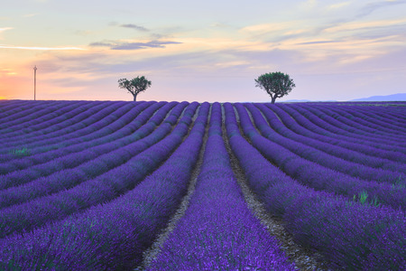 Lavender field and distant trees at sunset