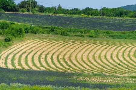 French Provence summer rural farmland grassland farmland