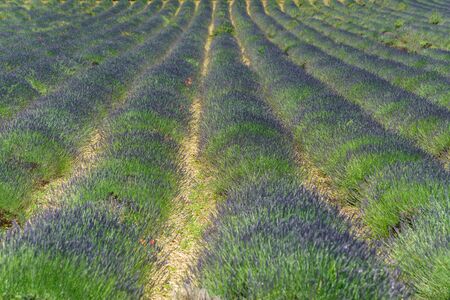 Lavender field in the French Provence countrysideの写真素材