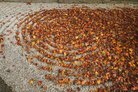 Japanese Rock Garden or `dry landscape` garden Background with maple leaves on it, Kyoto, Japan