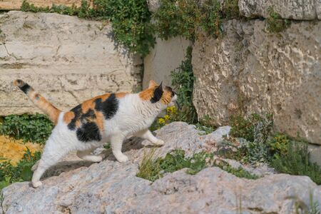 Wild cat, a fur ready to jump on the wallの写真素材