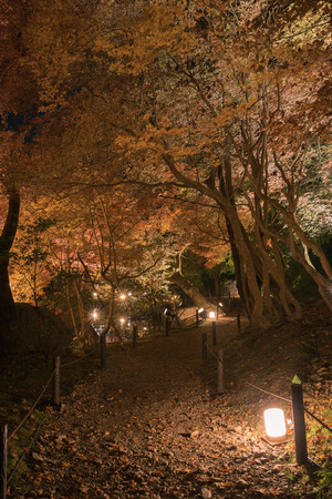 Night view of the red maple trees and garden at Daigo-ji Temple, Kyoto, Japanのeditorial素材