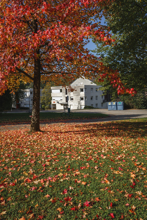 Public Park in Autumn, grassland with red maple trees and leavesのeditorial素材