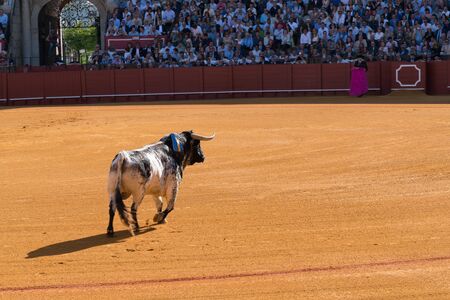 Bullfighting match in Plaza de toros de Sevilla (Bullring in Seville), Spain