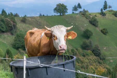 A cow eating grass in the farm grasslandの写真素材