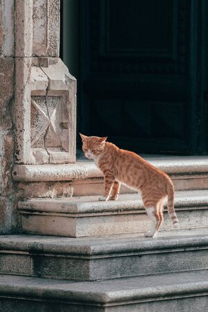 A small cat on the road