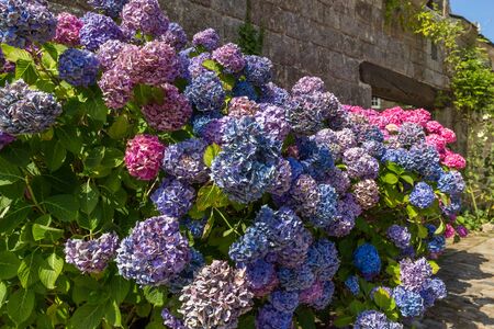 Colorful hydrangea on the street