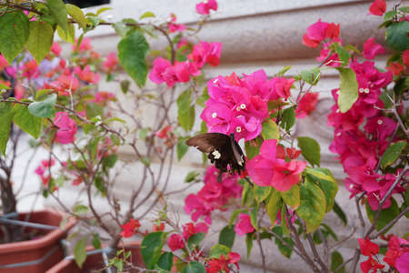 Black butterflies gather nectar from purple bougainvillea flowers