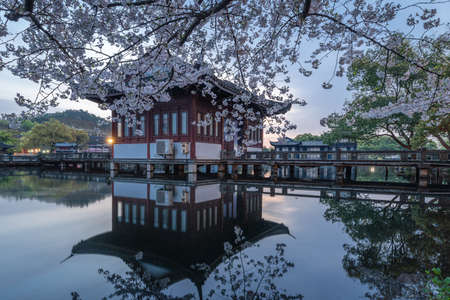 Spring cherry blossom scenery at Hangzhou West Lake under the sunlight, Hangzhou, Chinaのeditorial素材