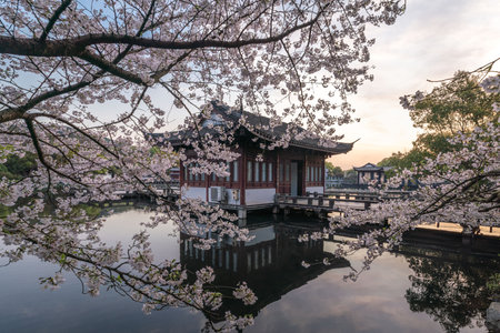 Spring cherry blossom scenery at Hangzhou West Lake under the sunlight, Hangzhou, Chinaのeditorial素材
